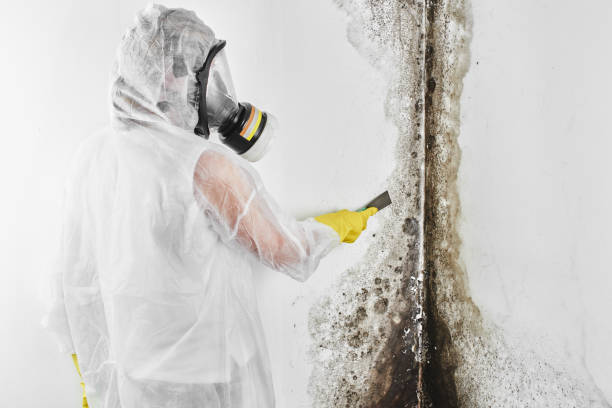 Home Mold Removal in Charlotte Hall, MD