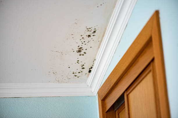 Best Local Mold Removal Service  in Charlotte Hall, MD