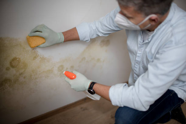 Best Black Mold Removal  in Charlotte Hall, MD